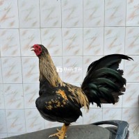 Mỹ cuban