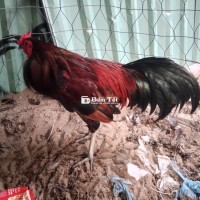 Để Lại Cho Ai Đam Mê  