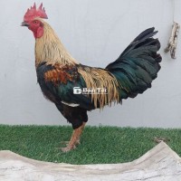 Gà Chọi 2kg9 Tay Tốt, Sức Khỏe Tốt, Đang Sung Sức  