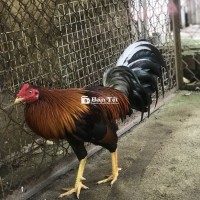 Tre Mỹ Sinh Gà 2kg Yếu 7 Tháng, Khỏe Mạnh, Đang Bán!  