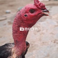 Ô cựa, kiềng vai, mu lưng Gà ô cựa 12 tháng tuống trạng 3 kg dáng cao đẹp  