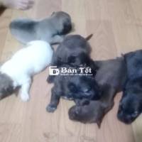 6 chú chó con và một mẹ