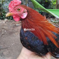 Thanh lý gà tre