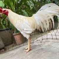 Gà noi vua trang cỡ 2kg9