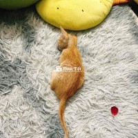 mèo cam 3 tháng tuổi