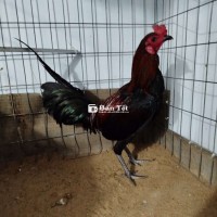 Giáp mỹ trạng 1k6 hiện 1k2