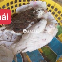 2 cặp cu gáy thái cặp zin