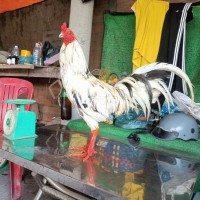 Báo Giá Gà Chọi Siêu Ngon - Xem Ngay!  