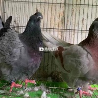 Cặp mon tơ 7 tháng