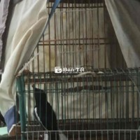 Than 1 năm lồng, hót xoè