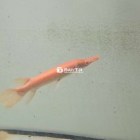 Sấu abino 15cm