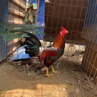 gà điều siu mỹ tay 1 cục mồng cắt zin