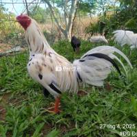 Bướm sil mỹ 3ki