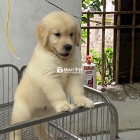 Golden Hà Nội tìm chủ mới