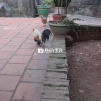 Mình có con gà tre bắc cần bán