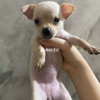 Chihuahua cái 45 ngày tuổi đã sổ giun chích ngừa