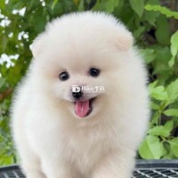 Phốc Sóc (Pom) Trắng Tinh Khí Phách Size Mini
