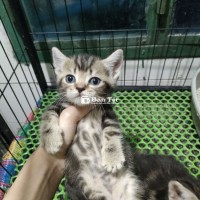 Nhận gạch cho 1lùn 1 dài sọc dưa đực