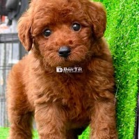 poodlle nâu đỏ  cute ( 2 tháng tuổi )