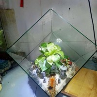 Bán châu cây tieu canh