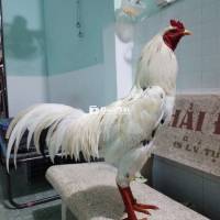 Lên AE Hàng Đấu Nhà Làm Hiện 3K1 Còn Lên 1-2 Chấm Gà  