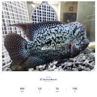 Cá La Hán Kamfa F2 Giá Rẻ  