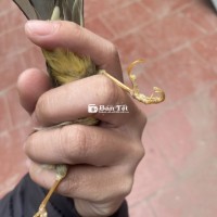 quế lâm 3 năm