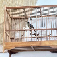 bộ 7màu chuyền hót siêng