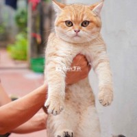 mèo golden, 3 tháng, đã tiêm phòng đầy đủ