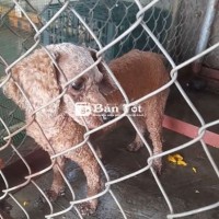 Tìm nhà mới cho e cái ss1 lứa
