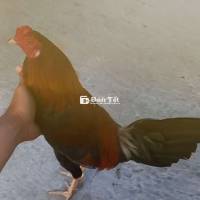 Điều Asil mỹ 1kg4 🐓