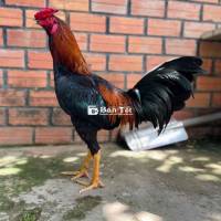 Hàng Giỏi - 🐔 Siu Thái - 🐔 Hiện 2kg7. . Tay Cục