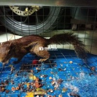 Bán lòng tặn luôn khóc, còn bán sóc tặng luôn lòng