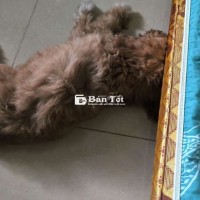 Cần bán em poodle này do không chăm được ạ