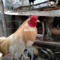 Khét sữa 2kg7 cãng mái