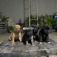 Chó Con Đẹp Cần Bán Gấp - Khôn Đã Biết Ăn  