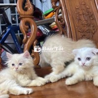 Bé ALD Đực - Hơn 2 Tháng Tuổi, Đáng Yêu, Quấn Chủ  