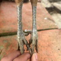 Mái tre hatch Kha minh Minh không đổ gà tre nữa