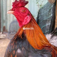 Điều Chân 1kg5 zin Tay Dày Bịch