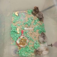 Hamster - chuột hamster