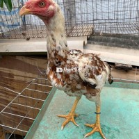 mái nhánh dòng cưa đè mé hai mang đá đầu mặt