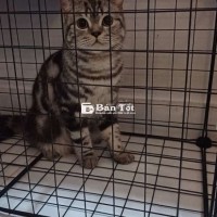 Mèo Anh Lông Ngắn Tặng Miễn Phí Cho Người Yêu Thương 🐱❤️  