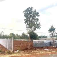 BÁN LÔ ĐẤT SÀO ĐẸP MT ĐƯỜNG NHỰA LIÊN THÔN Y MOAL & ĐƯỜNG VÀNH ĐAI