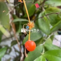 mua đồ vi tính hư chết nát đời core dual