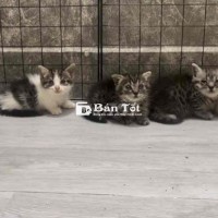 Mèo con nhận cọc 25/5 đón, tiêm vacxin bhsk 7 ngay