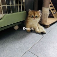 Golden đực NY11 lông dài - chân dài 2 tháng