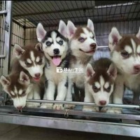 Chó Husky _ đại ngáo husky 2 tháng