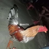 Xám siu mỹ