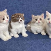 Cần Tìm Nhà Mới Cho Mấy Bé Mèo Dễ Thương  