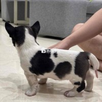 Chó đực có neo cần tìm chủ mới